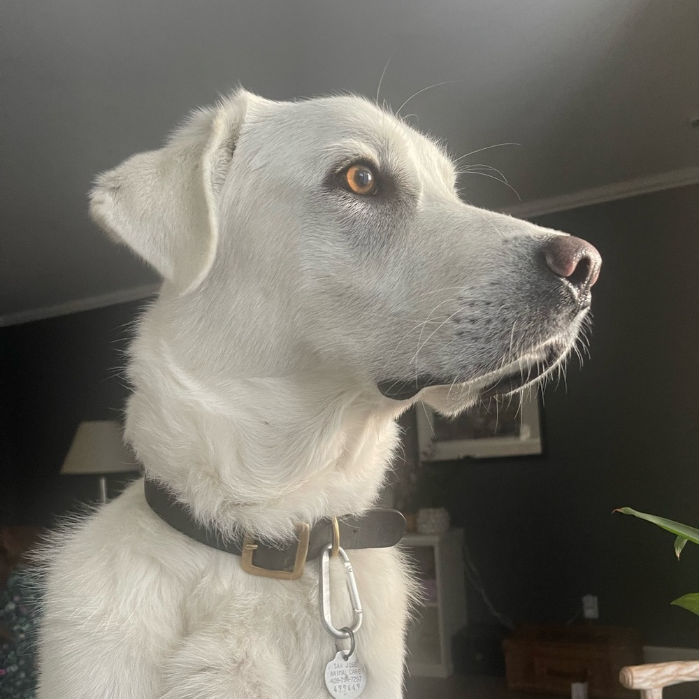 Meet your Posher, Richard